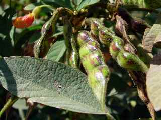 Embrevatte - fleur et fruit