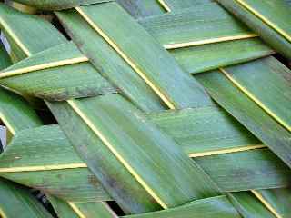 Tressage de feuille de palmier