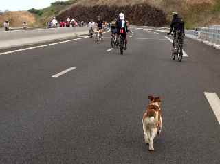 Route libre 2010 - Mme pour les chiens ...