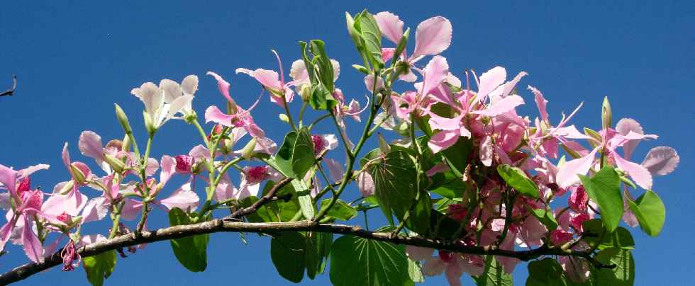 Bauhinia - arbre orchide