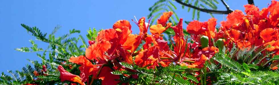 Boulevard Bank - Fleurs de flamboyant