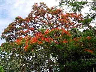 Flamboyant en fleurs