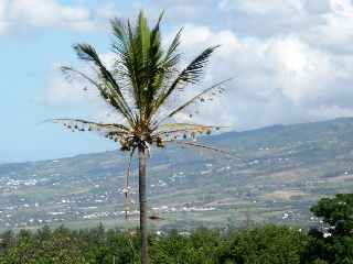 Cocotier colonis par les belliers