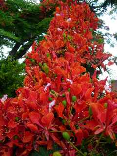 Flamboyant en fleurs - dcembre 2010 - St-Pierre