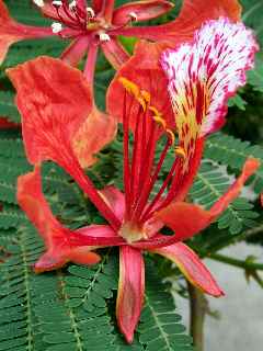 Flamboyant en fleurs - dcembre 2010 - St-Pierre