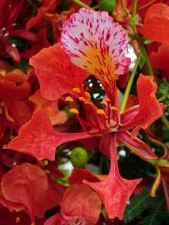 Flamboyant en fleurs - dcembre 2010 - St-Pierre