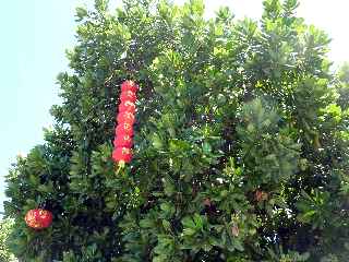 Arbre bonnet de prtre