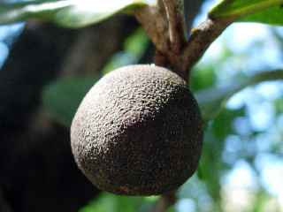 Fruit du petit natte - St-Pierre