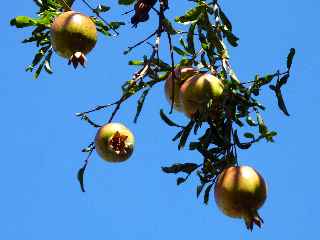 Grenades fruits