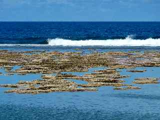 Platier et barrire de corail - St-Pierre