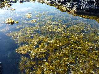 Pointe du Diable  mare basse - Creux remplis d'eau de mer