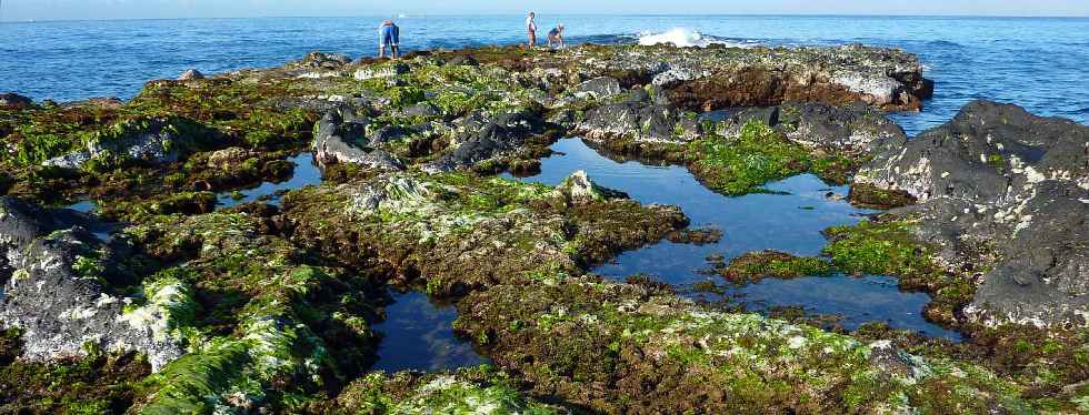 Pointe du Diable  mare basse - Ramasseurs de coquilles