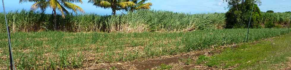 Plantation de cannes  la Ligne Paradis