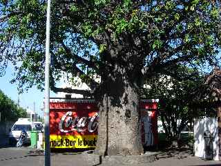 St-Louis - Baobab devant l'hôpital