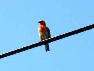 Cardinal - Chemin Bassin Chevrettes - Ravine des Cafres