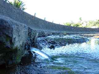 Source à la Rivière d'Abord