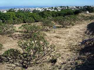 Saint-Pierre - Terre Sainte - ZAC Ocan Indien - Frangipaniers attaqus par les cochenilles