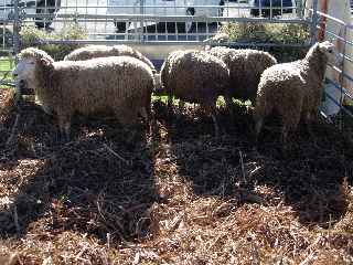 Terroirs du Sud - Juillet 2011 - Moutons