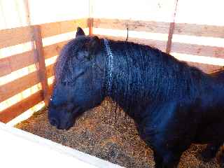 Saint-Pierre - Terroirs du Sud - Juillet 2011 - Cheval