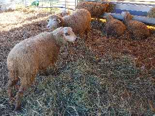 Moutons