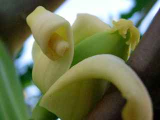 Papayer femelle - Fleur