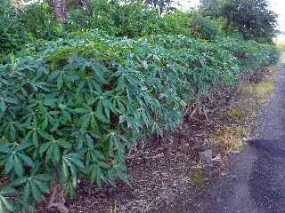 Pierrefonds - Haie de pieds de manioc