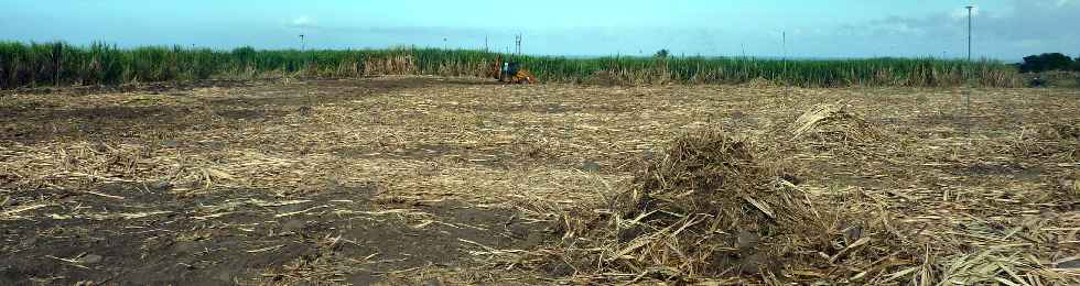 Pierrefonds - Prparation d'un champ de cannes pour la replantation