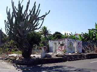 Ravine des Cabris - Chemin Recherchant - Cactus chandelle