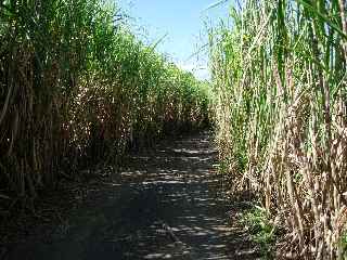 Ligne Paradis