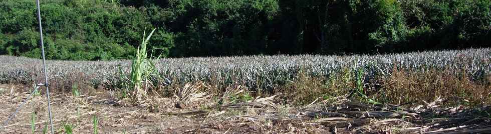 Chemin Diagonal - Champ d'ananas