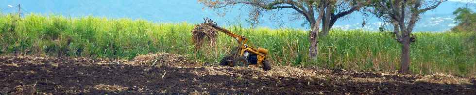 Enfouissage de paille lors de replantation de boutures de canne