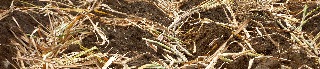 Plantation de cannes