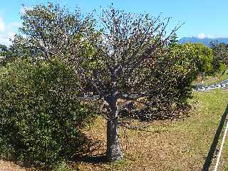 Baobab de la Ligne des Bambous