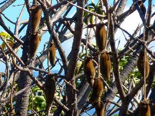 Baobab de la Ligne des Bambous