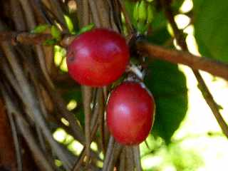 Cafiers - Cerises mres