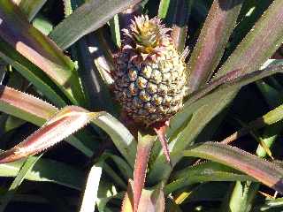 Ananas Victoria de l'le de la Runion