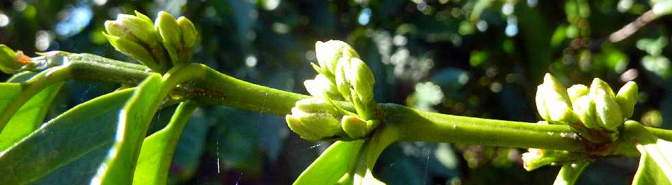 Cafiers en fleurs - Chemin Diagonal