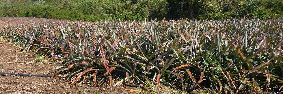 Champ d'ananas  la Ravine des Cabris