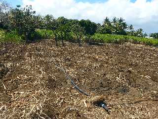 Replantation d'un champ de cannes - Ligne Paradis