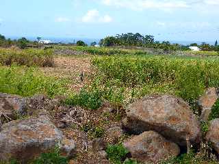 Champs de cannes  Mon Repos - St-Pierre