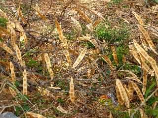 St-Pierre - Branches casses de bois noirs