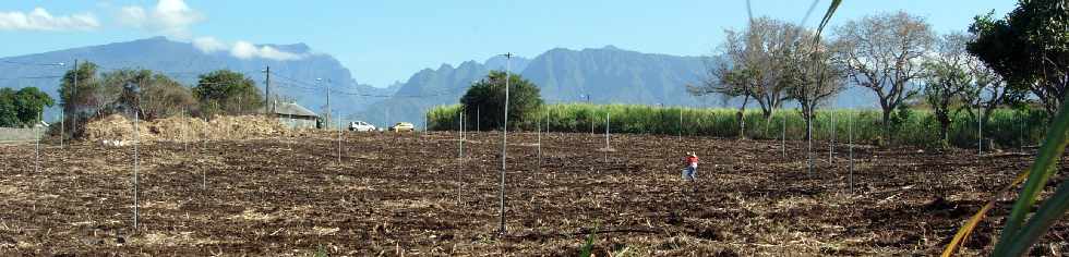 Ligne Paradis, mise en place de l'irrigation dans un champ de cannes