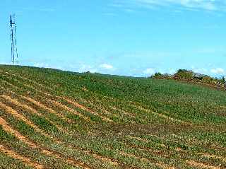 Champ d'oignons - Ligne Paradis