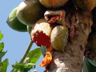 Dgts causs  un papayer attaqu par les merles Maurice