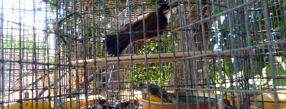 FDGDON - Cage de capture de Merle Maurice