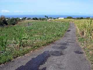 Chemin Sita - Ligne des Bambous