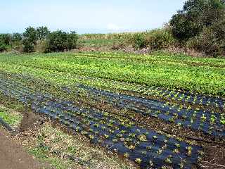 Champ de salades - Ligne des Bambous