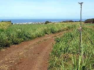 Chemin Sita - Ligne des Bambous