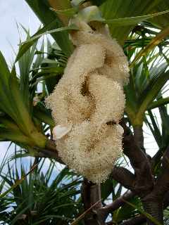 Fleur de pandanus - vacoa- mâle