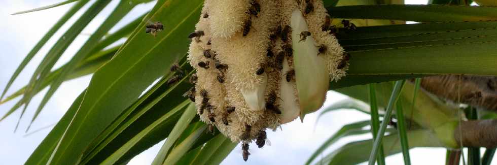 Abeilles sur une fleur de pandanus -vacoa - mâle